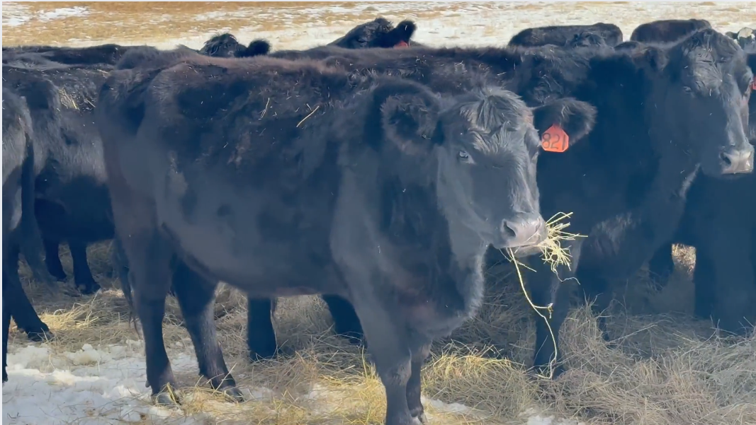 CP225A5 a well taken care of set of older cows buy as pairs!